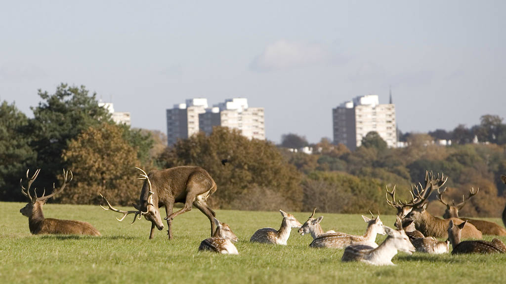 Richmond Park